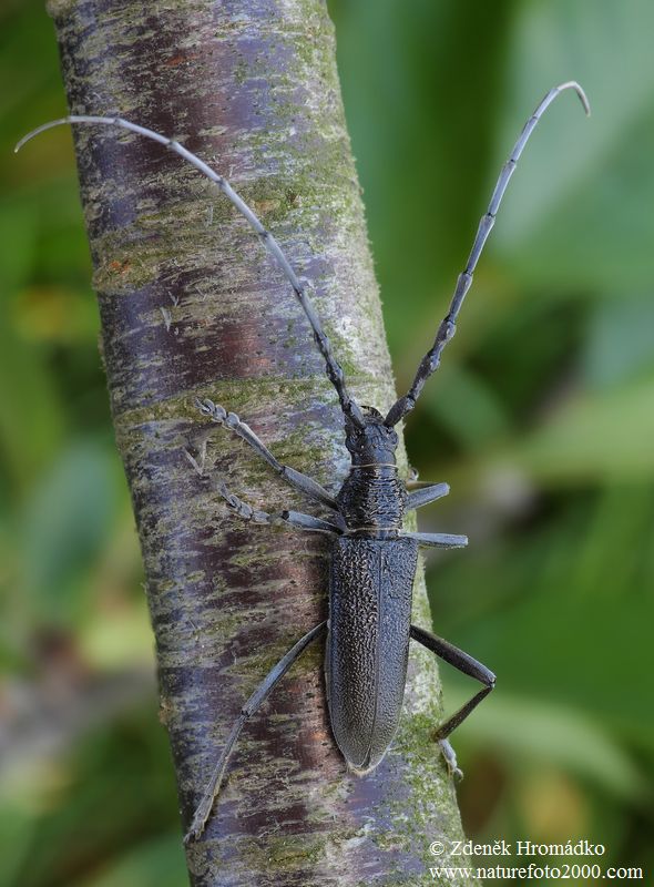 Tesařík bukový, Cerambyx scopolii, Cerambycidae, Cerambycini (Brouci, Coleoptera)